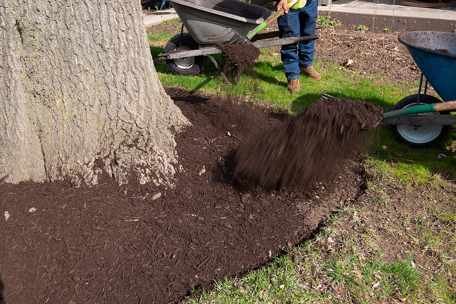 Mulching around trees